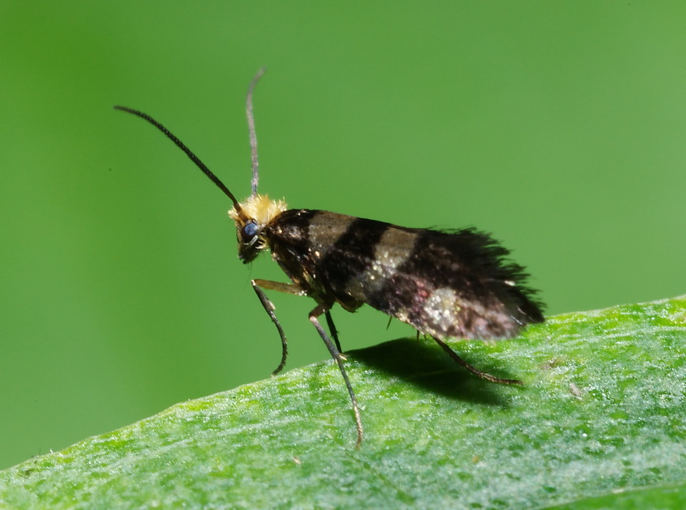 piccoli lepidotteri da identificare